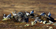 djur, fjllfgel, fjllripa, fjllripor, fgel, fglar, hnsfgel, Lagopus muta, Rock Ptarmigan, skogshns