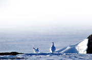 djur, fjll, fjllripa, fjllripor, fglar, ripa, ripor, sn, vinter
