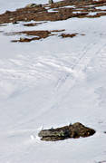 djur, fjll, fjllripa, fjllripor, fglar, ripa, ripor, skaarn, sn, vinter