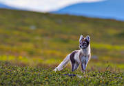 djur, dggdjur, fjll, fjllen, fjllnatur, fjllrv, lya, rv, rvlya