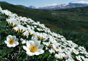 biotop, biotoper, blommor, fjll, fjllblommor, fjllen, fjllsippa, natur, Padjelanta, vxter