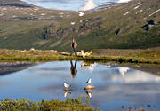 draghund, fiskms, fjlltjrn, fjllvandrare, fglar, hund, husky, Kebnekaise, lappland, natur