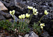 Abisko, biotop, biotoper, blommor, fjll, fjllblommor, fjllen, fjllnatur, fjllvallmo, Lapporten, lappvallmo, natur, papaver hyperborum, vxter