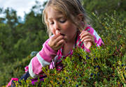 biotop, biotoper, bl, blbr, blbrsplockning, blbrsris, br, brplockning, flicka, hst, hstfrger, natur, skog, skogar, skogsbr, skogsmark, rstid, rstider