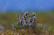 backsippa, biotop, biotoper, blomma, blommor, fltsippa, Landskap, natur, Nrsholmen, pulsatilla pratensis, vxter
