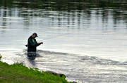 fiskare, fiske, flugfiskare, flugfiske, Kvisslestrmmen, sportfiske, vada
