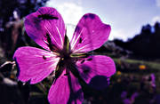 blomma, djur, flugor, insekter, midsommarblomster, motljus, sommar