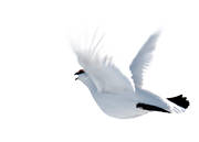 djur, fj�llripa, flygande, flyger, f�glar, lyfter, ripa, sj�, skaarn, vinter, vit