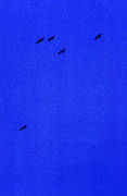 bl, djur, flyga, flyttfglar, fglar, himmel, trana, tranor