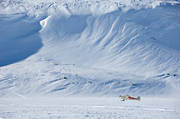 Drrsjn, fjll, flyg, flygmaskin, flygplan, kommunikationer, landat, landskap, luftfart, SE-EPF, skidflyg, sn, Super Cub, vinter, vinterflygning