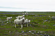 betande, bete, djur, dggdjur, fr, husdjur, Nordnorge, Varangerhalvn