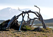 fallfrdig, fjll, fjllen, fjlltopp, frfallen, gammal, hgfjll, kta, landskap, lappkta, lappland, nationalpark, Padjelanta, renhorn, samekultur, sommar, vergiven