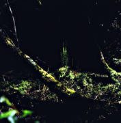 barrskog, biotop, biotoper, frken, natur, skog, skogar, skogsmark, solstrimma, urskog