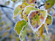 asplv, frost, frostiga, frostnupna, hst, hstfrgade, hstfrger, lv, stmning, stmningsbild, stmningsbilder, rstid, rstider