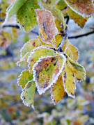 asplv, frost, frostiga, frostnupna, hst, hstfrgade, hstfrger, lv, stmning, stmningsbild, stmningsbilder, rstid, rstider