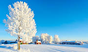 dimfrost, frostig, frostigt, julstämning, midvinter, rimfrost, stämningsbild, träd, vinter, årstid, årstider