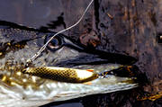 bete, fiskdrag, fiske, gdda, gddfiske, gddkft, haspel, haspelfiske, spinn, spinnfiske, sportfiske, Tobydrag