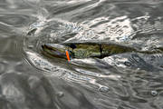 drag, drilla, drillas, fiske, fiskedrag, gdda, gddfiske, gddrag, haspelfiske, spinnfiske, sportfiske