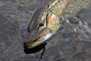 drag, drilla, drillas, fiske, fiskedrag, gdda, gddfiske, gddrag, haspelfiske, spinnfiske, sportfiske