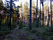 biotop, biotoper, furor, furuskog, natur, skog, skogar, skogsmark, tallar, tallskog