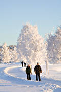 Badhusparken, bjrk, bjrkar, frost, frostiga, Frsn, Jmtland, kallt, kyla, midvinter, rimfrost, stmning, stmningsbild, stmningsbilder, trd, vinter, vinterstaden, vinterstmning, stersund