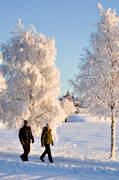 Badhusparken, bjrk, bjrkar, frost, frostiga, Frsn, Jmtland, kallt, kyla, midvinter, park, rimfrost, Rdhuset, stmning, stmningsbild, stmningsbilder, trd, vinter, vinterstaden, vinterstmning, stersund