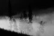 dimma, dis, gran, hst, Jmtland, landskap, moln, natur, skog, trd, de