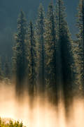 dimma, dis, gran, Jmtland, landskap, natur, skog, trd, de