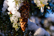 gran, grankottar, grankotte, granris, jul, julbilder, julkort, julstmning, sn, stmning, stmningsbild, stmningsbilder, vinter, vinterbilder, rstid, rstider