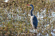 Ardea cinerea, djur, fgel, fglar, grhger, hger, storkfglar, tranor