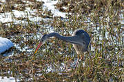Ardea cinerea, djur, fgel, fglar, grhger, hger, storkfglar, tranor