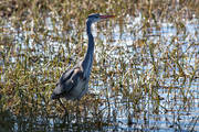 Ardea cinerea, djur, fgel, fglar, grhger, hger, storkfglar, tranor