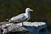 djur, fgel, fglar, grtrut, Landskap, larus argentatus, msfgel, msfglar, Stor Karls, trut
