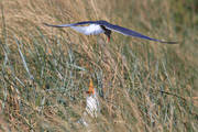 djur, fisktrna, fgel, fglar, grtrut, largus argentatus, msfgel, msfglar, sterna hirundo, trut, trna