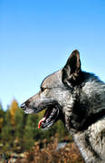 djur, däggdjur, gråhund, hund, hundar, jakthund, norsk älghund grå, älghund