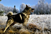 djur, däggdjur, frost, frostig, gråhund, hund, hundar, jakt, jakthund, spetshund, älghund