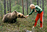 bamse, bjrn, brunbjrn, djur, dggdjur, matas, nalle, ordd, oskygg, rovdjur, tam