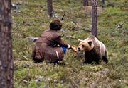 björn, brunbjörn, djur, däggdjur, farlig, farligt, halvtam, mata, matas, rovdjur, tam