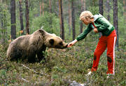 bamse, björn, brunbjörn, djur, däggdjur, matas, nalle, orädd, oskygg, rovdjur, tam