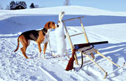 hamilton, hare, harjakt, hund, jakt, spark, stvare