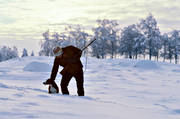 harjakt, hund, jakt, jägare, snö, stövare, vinterdag, vinterjakt