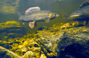 djur, fiskar, fisklek, fortplantning, harr, harrlek, lekharr, lekplats, under vatten, undervattensfoto