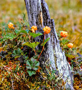 biotop, biotoper, br, brplockning, hjortron, hjortronplockning, mylta, myr, myrmark, natur, sommar, stubbe, uteliv, ventyr