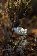 blomma, blommande, hjortronblom, hjortronblomma, hjortronmyr, myr, natur, vit