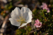 blomma, blommande, hjortronblom, hjortronblomma, hjortronmyr, myr, natur, vit