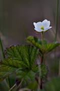 blomma, blommande, hjortronblom, hjortronblomma, hjortronmyr, myr, natur, vit