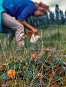 biotop, biotoper, br, brplockning, flicka, hjortron, hjortronplockning, mylta, myr, myrar, myrmark, natur, sommar, uteliv, ventyr