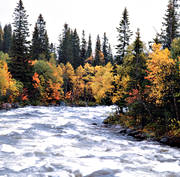 Bydalen, Dammn, hst, hstfrger, Oviksfjllen, sjfart, strmmande, stmning, stmningsbild, stmningsbilder, vatten, vattendrag, rstid, rstider