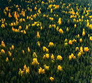 barrskog, biotop, biotoper, bjrkar, canvastavla, drnarbilder, drnarfoto, flygbild, flygbilder, flygfoto, flygfoton, fototavla, granskog, hst, hstfrg, hstfrger, natur, skog, stmning, stmningsbild, stmningsbilder, tavla, rstid, rstider