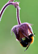 biotop, biotoper, blomma, blommor, fjllblommor, humla, Humleblomster, insekt, natur, vxter